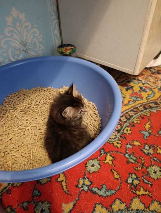 Домашние котята (2,5 месяцев. отдам в добрые руки)