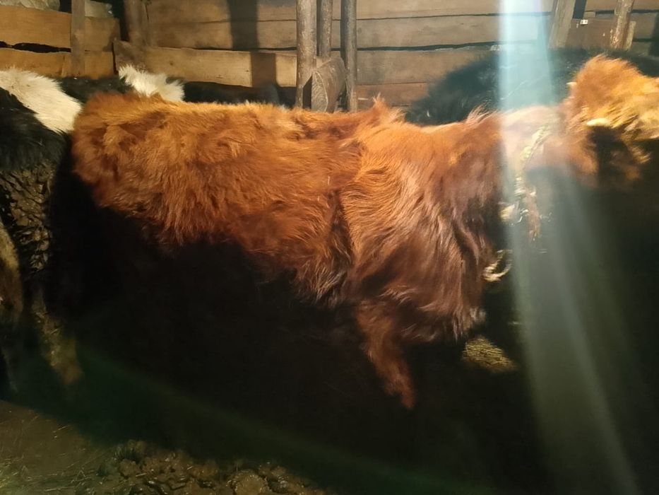 Бука сатылады. .