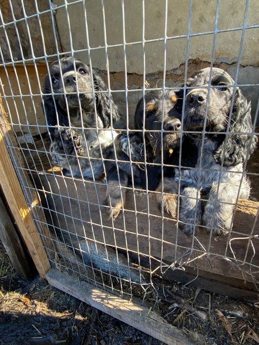 Щенки русской спаниэль