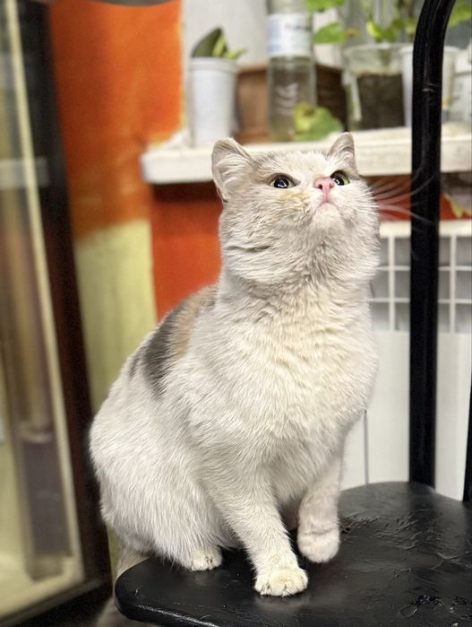 Беленькая девочка