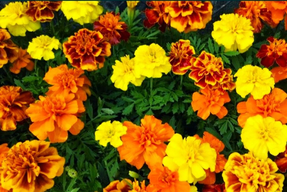 Рассада однолетних. Петуния