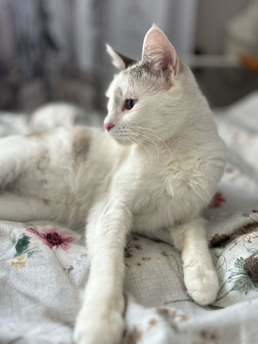 Кошечка бесплатно