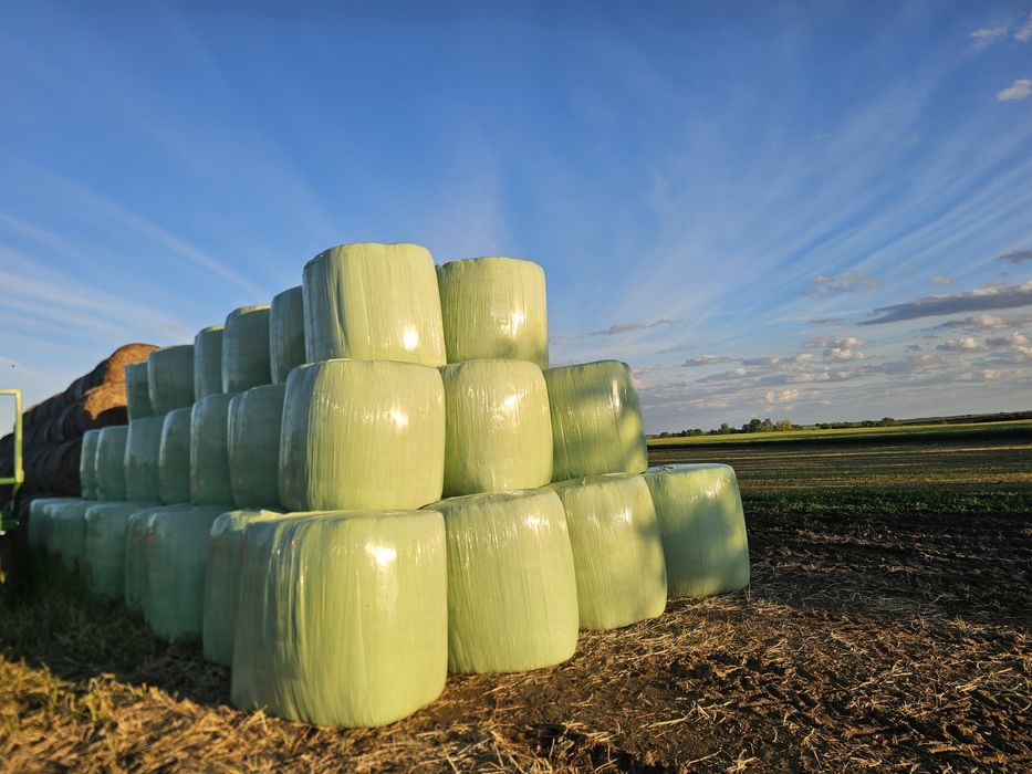 Lucernă înfoliată verde