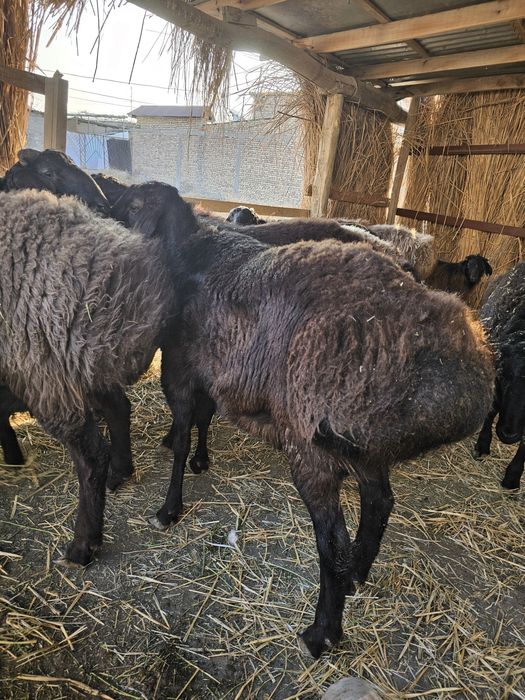 Кучкорлар сотилади