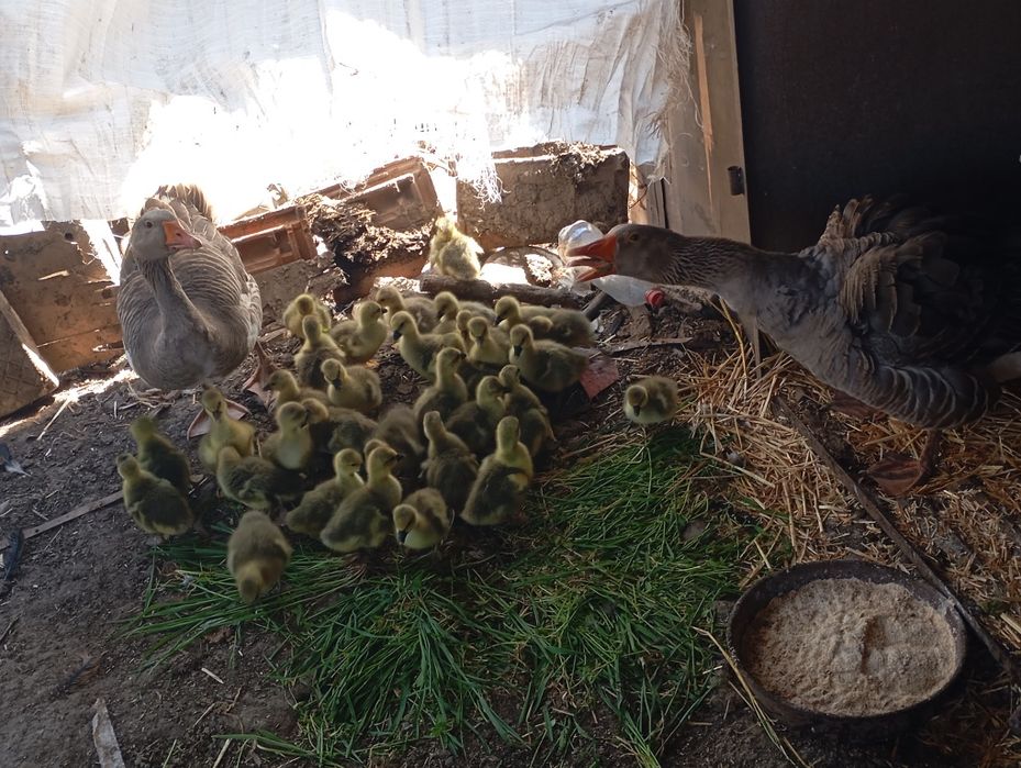 Излишни гьсета излюпени на 22 март