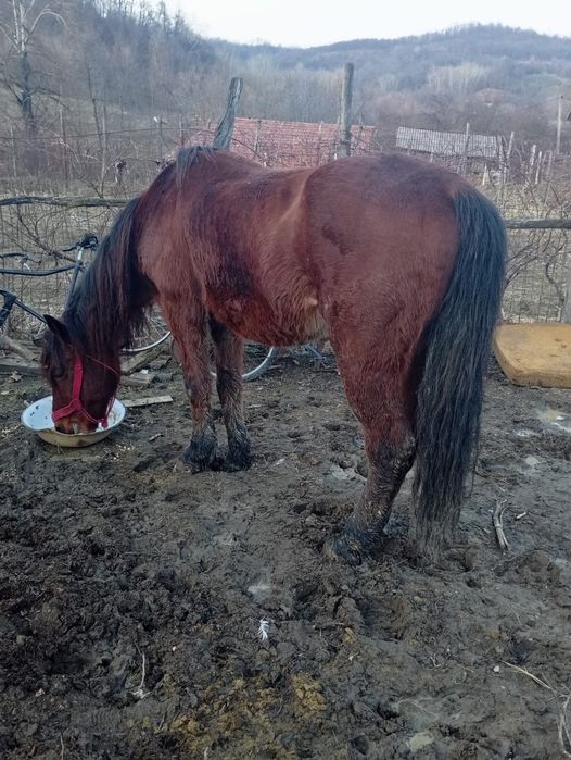 Vând cal                                              .