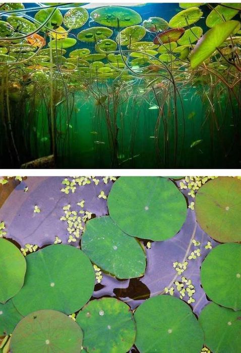 Seminte de lotus culoare mixta alb , bordo , pink