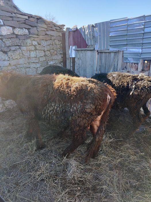 Откормдағы бұқа сатылады