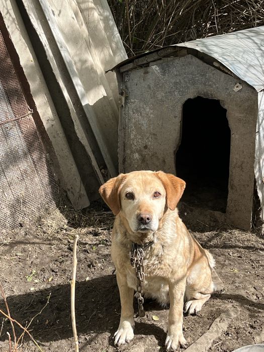 Продам лабрадора в хорошие руки