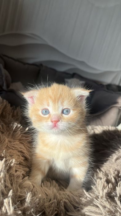 Продам шотладских котят