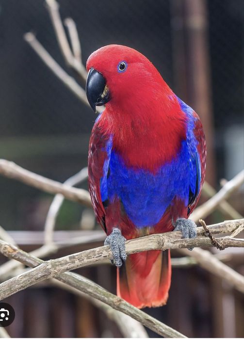 Блогородный эклектус папугай