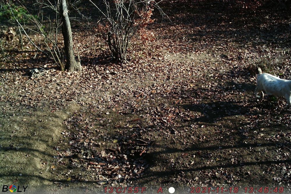 BG310 Forest Camera Vanatoare 18Mp