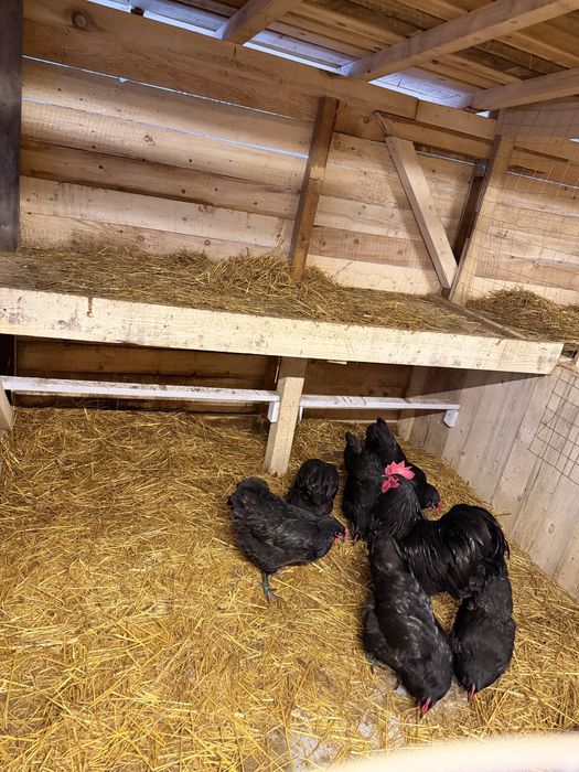 Vand familie 2 gaini si 1 cocos Australorp Negru