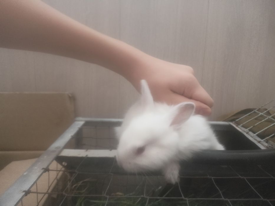 Кролики,дети.    .