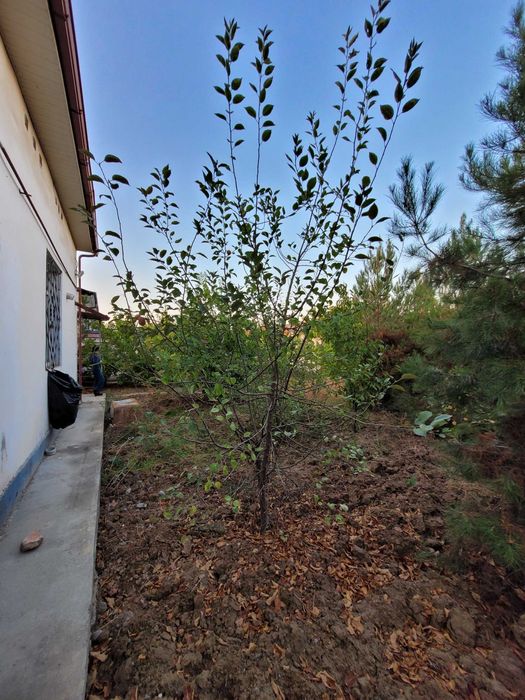 Ховли сотилади 8 сотих Бектемир