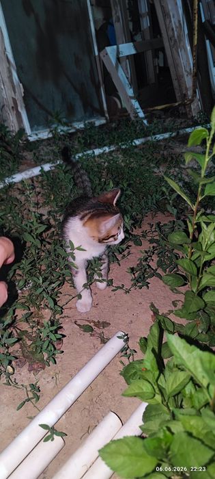 Отдам котят в хорошие руки