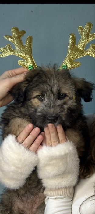 Щенок ищет добрые руки и дом