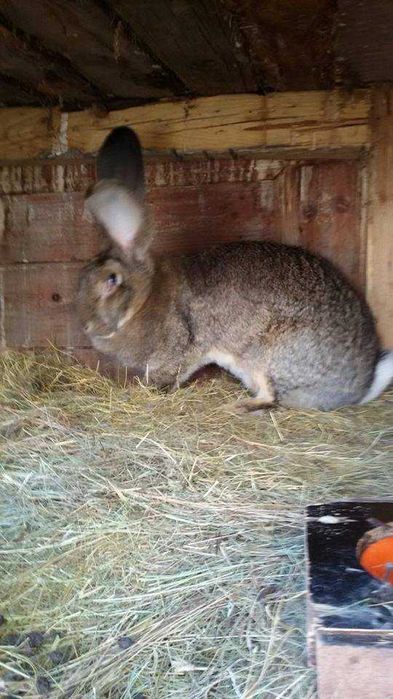 продавам зайци великани белгиски и жълти