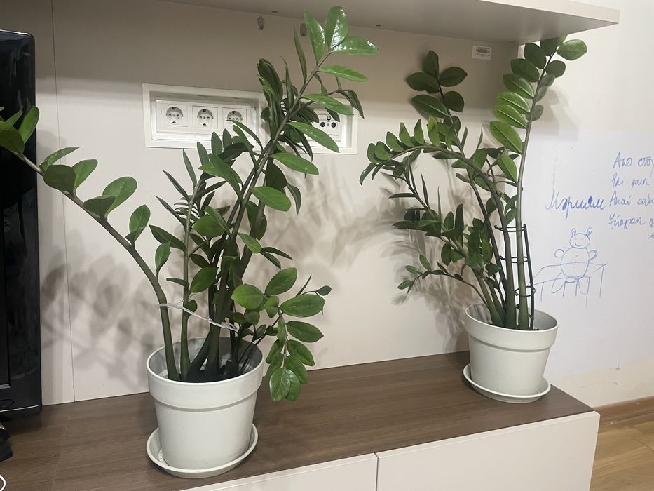 Продается долларовое растение, замиокулькас, доллар.