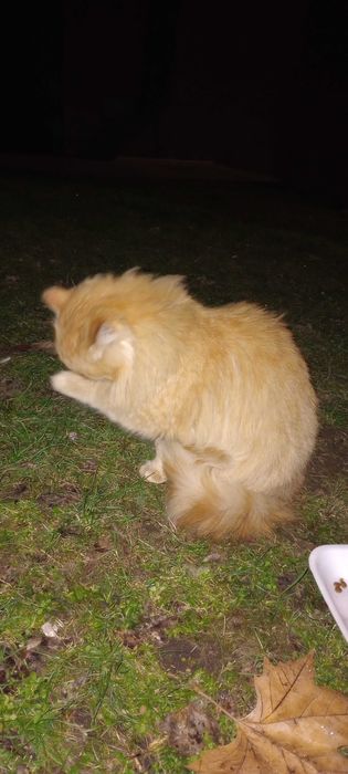 Котенца на десет месеца търсят дом.