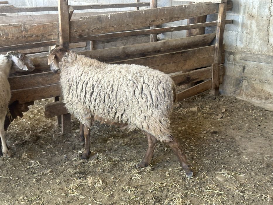 Кой тусак семыз овца