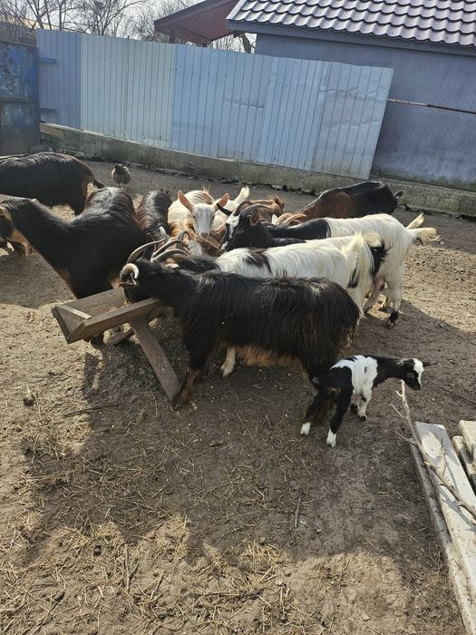 Vand urgent 15 capre cu iezi