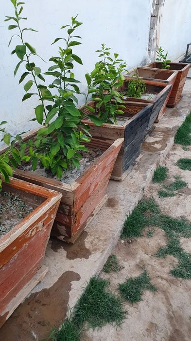 Yogoch Tuvak sotiladi