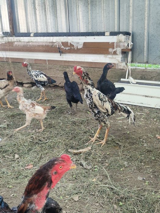 Яйца породы Дакан