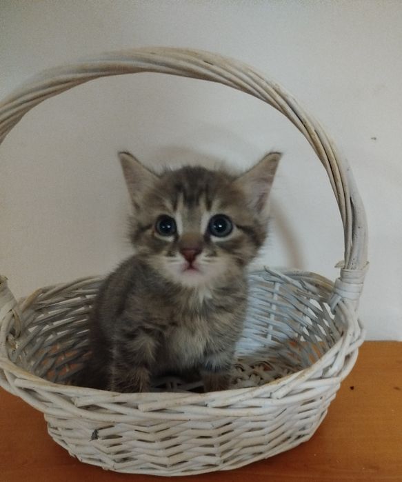 Отдам в добрые руки котят