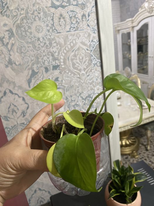 Сциндаптус продаю излишки растения. От 30тыс.сум. Возможен обмен.