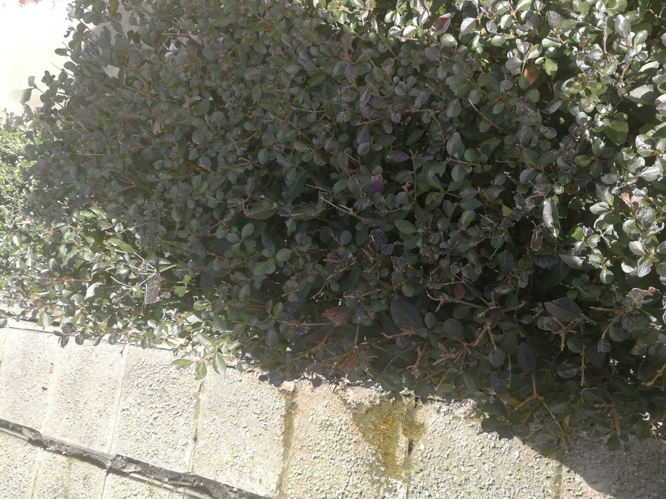 Разсад жив плет продавам