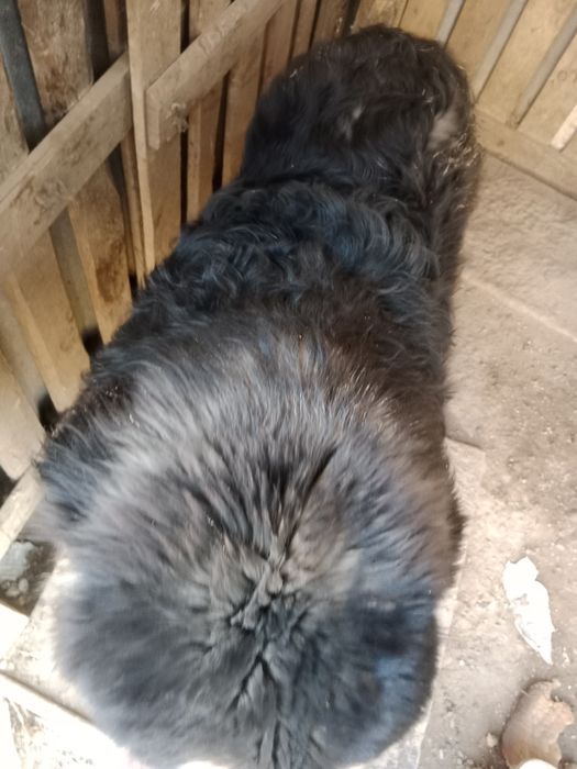 Тибетский мастиф