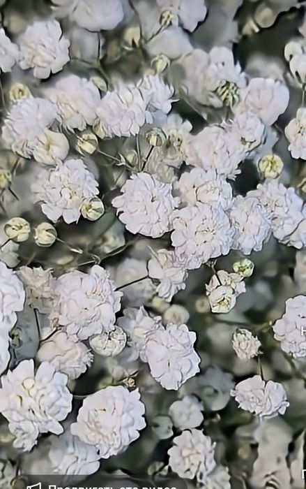 Энг чиройли ва сифатли гул кучат ва уруглар у