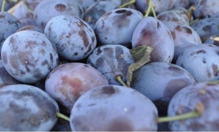 Vând prune pentru tuică