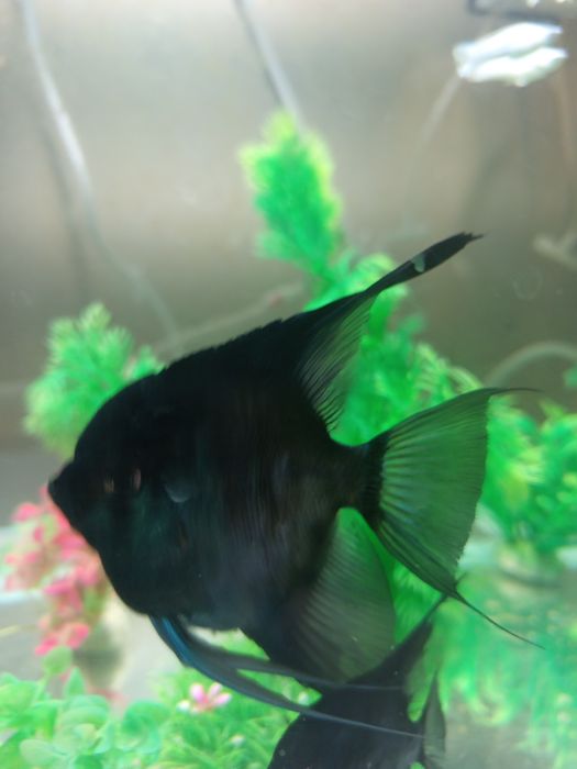 Аквариумный рыбки