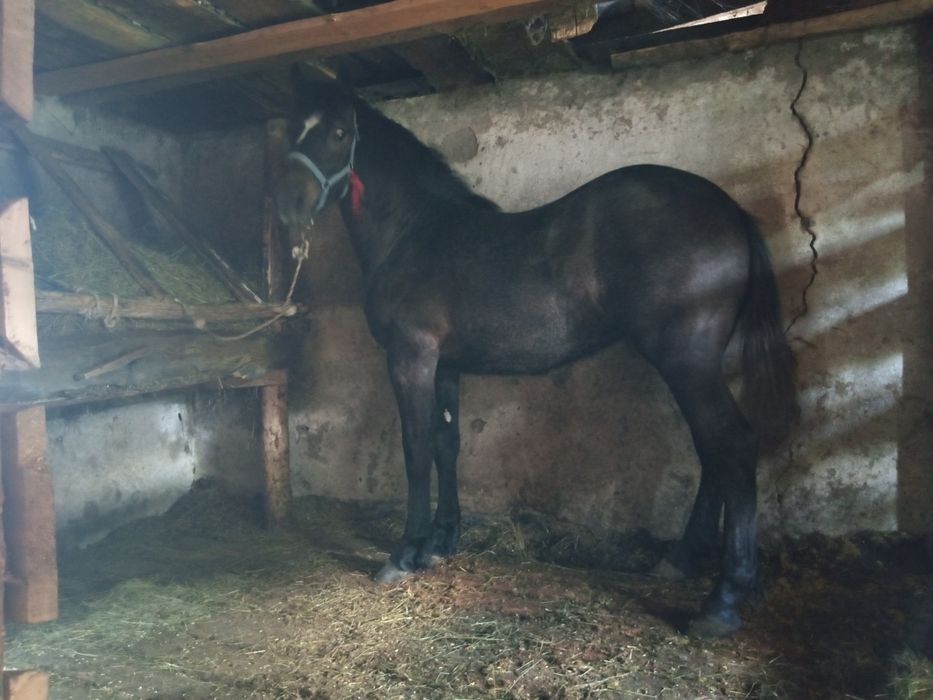 Продам жыребушка