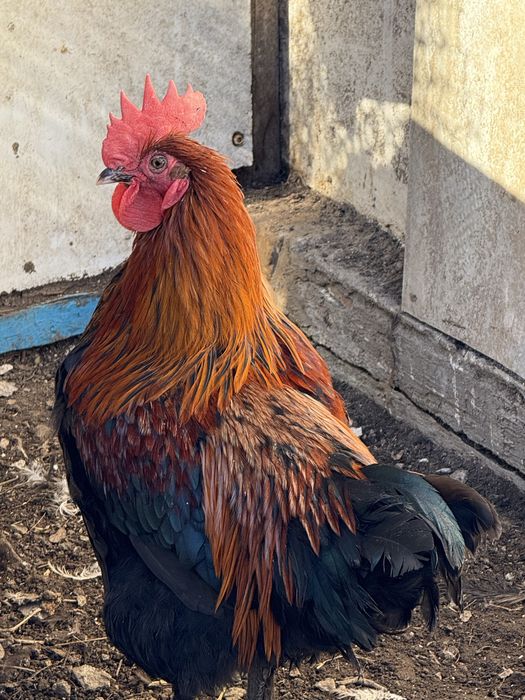 Петух маран черно медный
