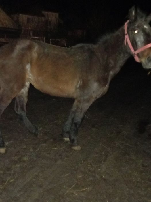 Vând iapă s-au schimb cu vițel