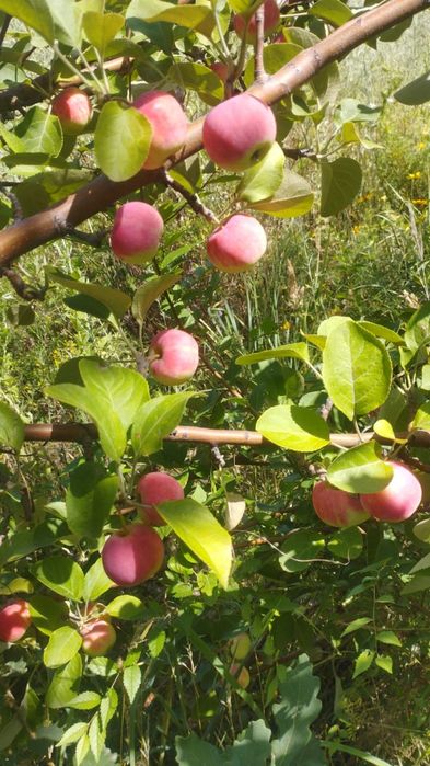 Ветровка для девочки  подростка..