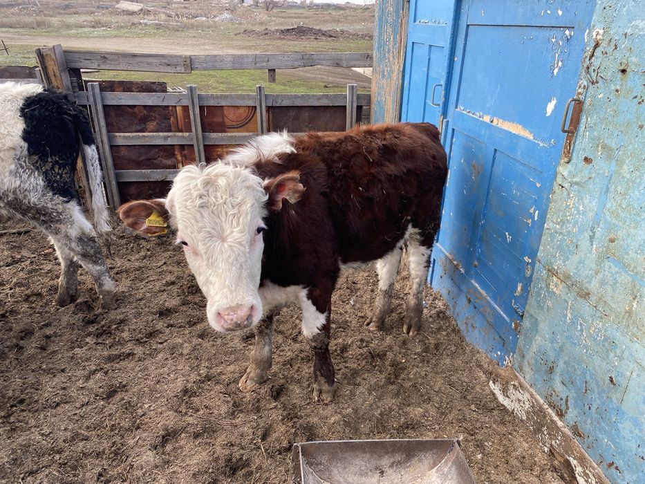 Бұқалар Бычки КРС