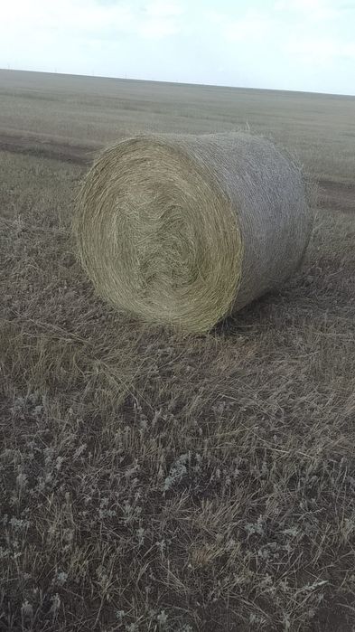 Продам сено в рулонах