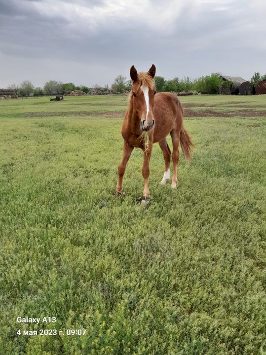 Продам лошадей жылкылар сатам