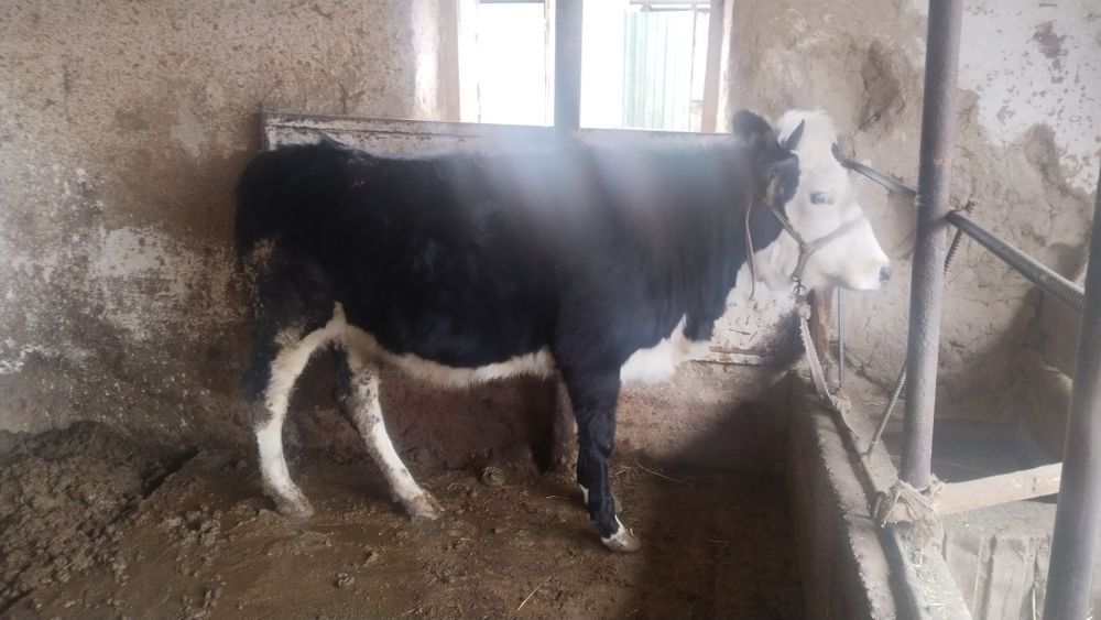 Бірінші тұма құнажын сатылады