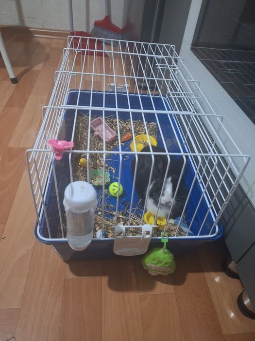 Отдам кролика в добрые руки