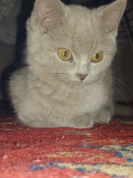 Damashni toza mushuk