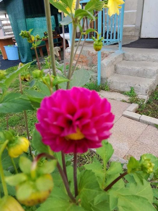 Продам дачу в Дамсе