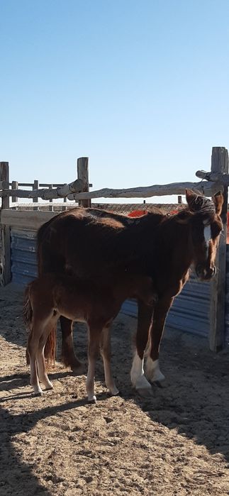 Үйір сатылады 6 бас