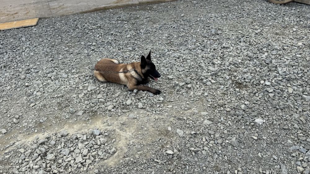Vand mascul Malinois , ciobanesc belgian cu pedigree
