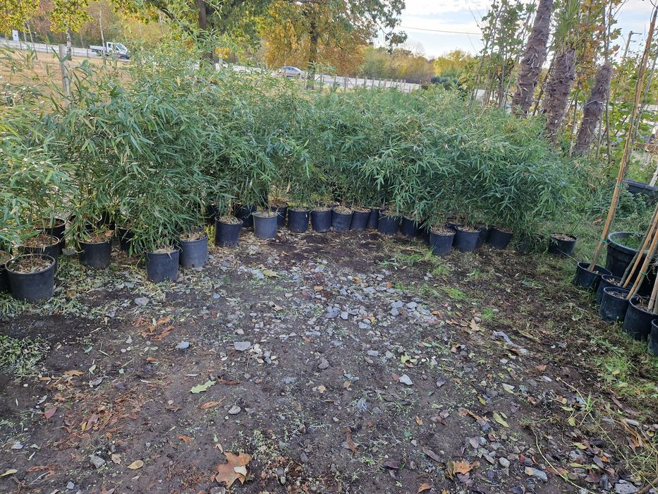 Bambus   exotic la ghiveci