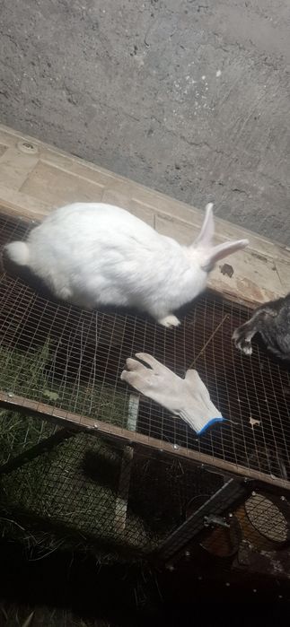 Кролики с а м к и